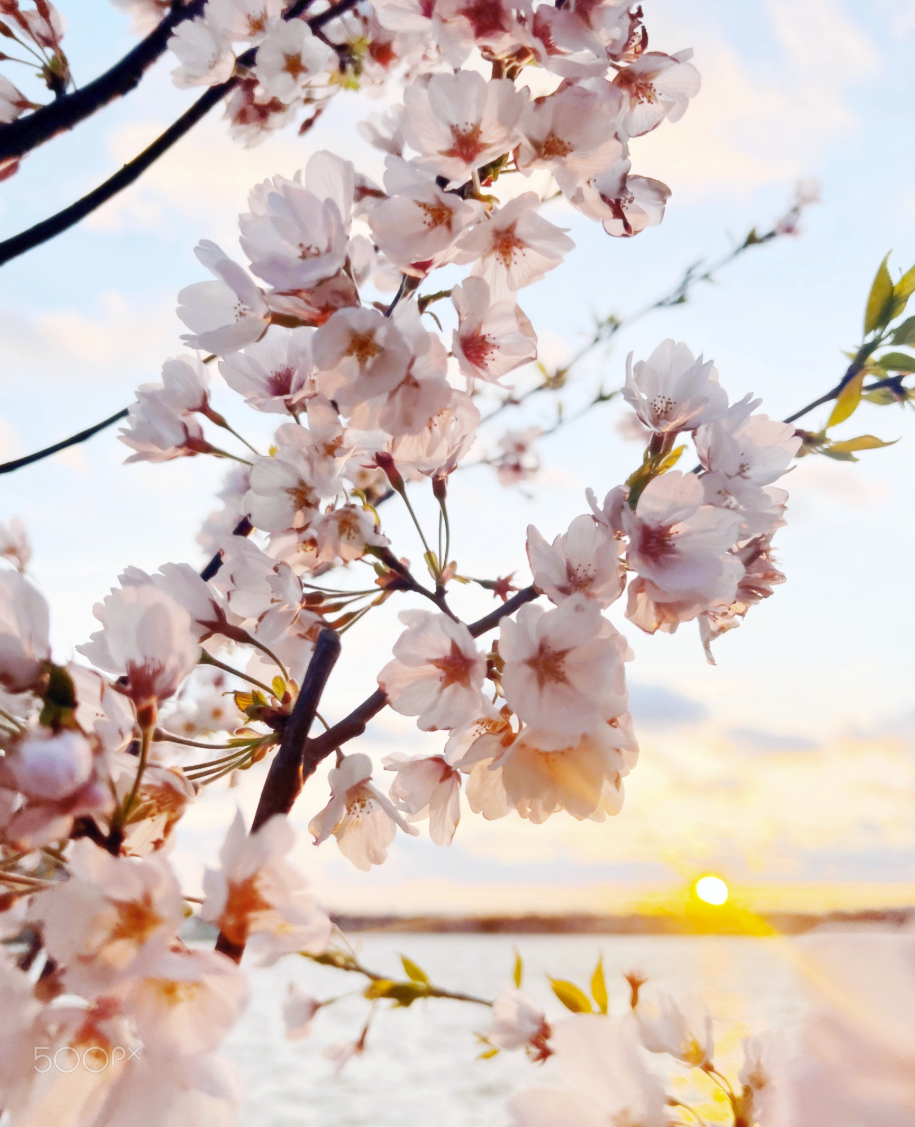 Cherry Blossom by Melek Derman